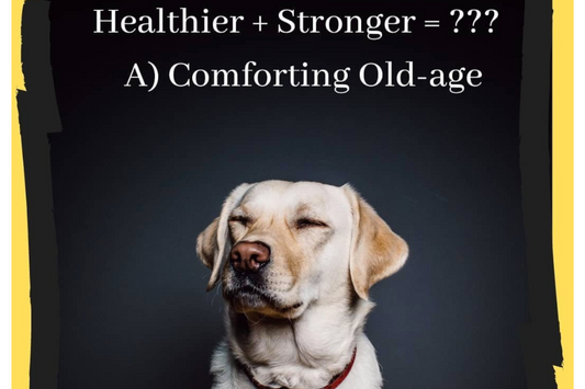 5 Handy Tips For Pet Parents To Keep In Mind As Your Dog Grows Old