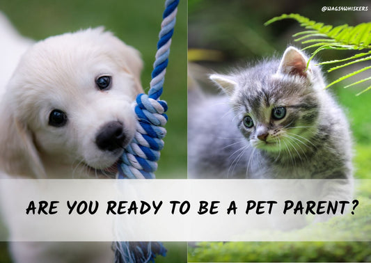 Are You Ready To Be A Pet Parent?