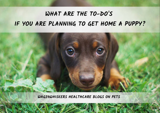 To Do’S For You If You Are Planning to Get Home a Puppy: