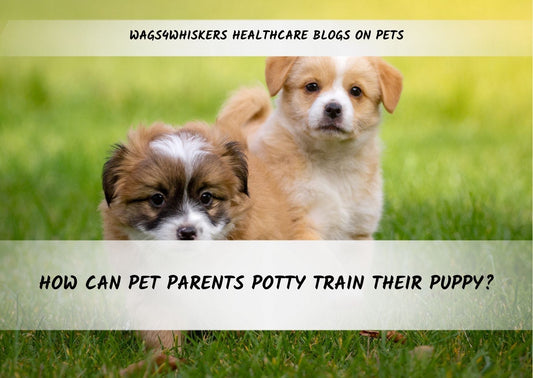 How Can Pet Parents Potty Train Their Puppy?