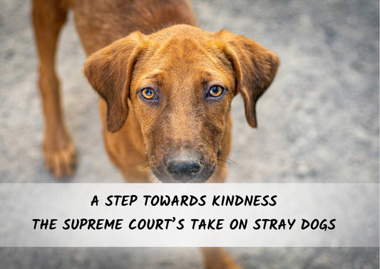 A Step Towards Kindness - The Supreme Court’s Take on Stray Dogs
