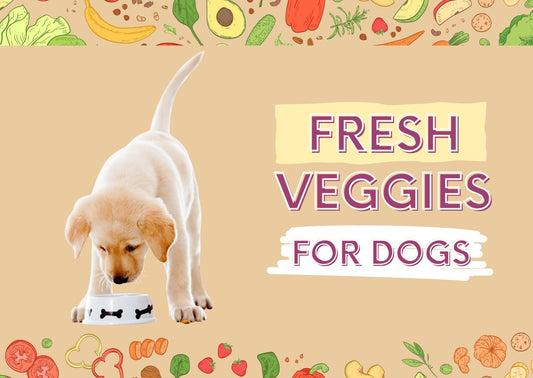 What Veggies To Feed Your Dog from Your Kitchen?