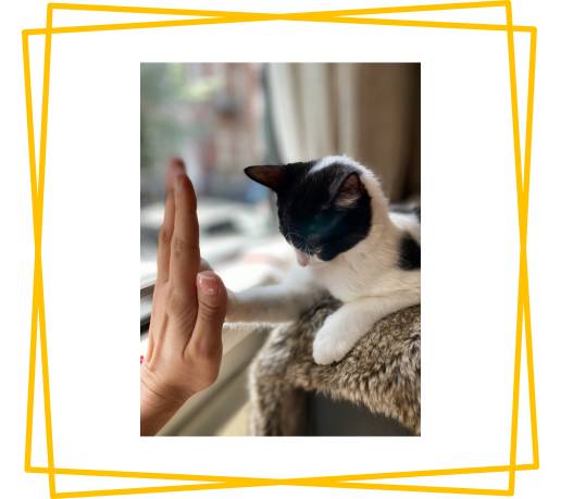 How Does Your Emotional Consistency Affect Your Cats