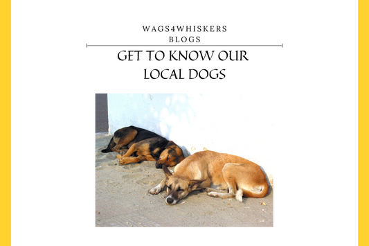 Are You Aware About Our Local Dogs In India?