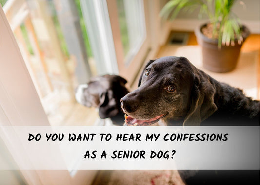 Do You Want To Hear My Confessions As A Senior Dog?