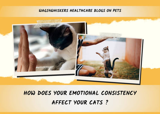 How Does Your Emotional Consistency Affect Your Cats ?