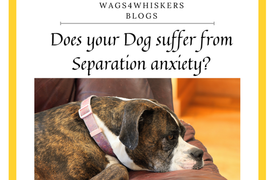 Does Your Dog Suffer From Separation Anxiety?