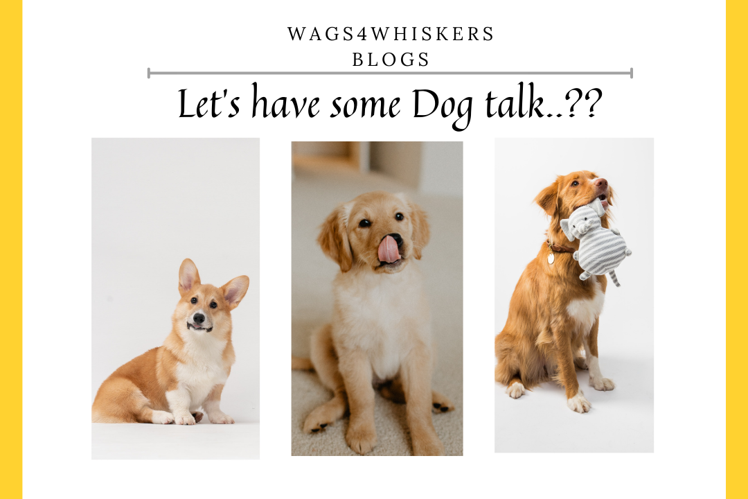 How can Pet Parents Understand their Pet's Emotions? – Wags4Whiskers