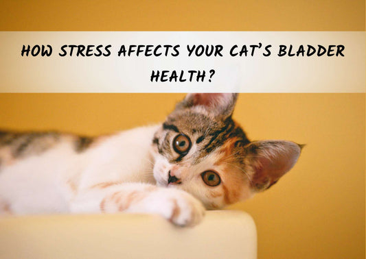 How Stress Affects Your Cat’s Bladder Health?