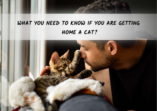 What you need to know if you are getting home a cat