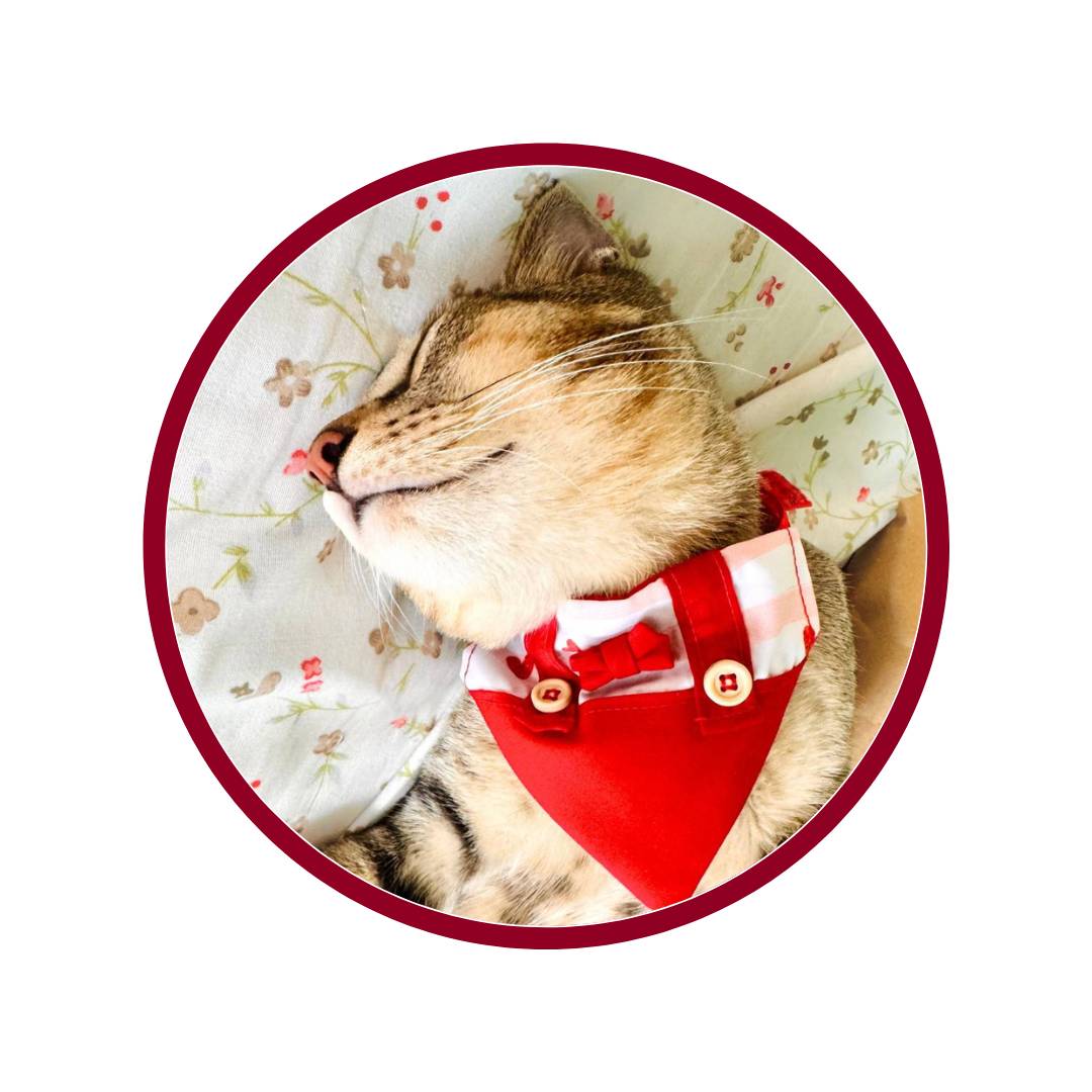 Cat Bandanas from Wags4Whiskers
