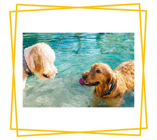 10 Essential Pool Safety Tips For Dogs_06