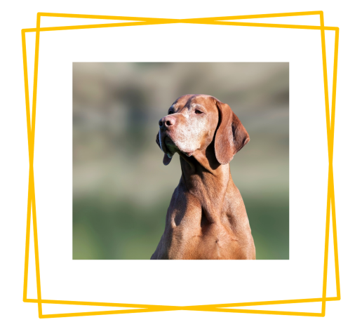 What Are The 5 Handy Tips For Pet Parents To Keep In Mind As Your Dog Grows Old?