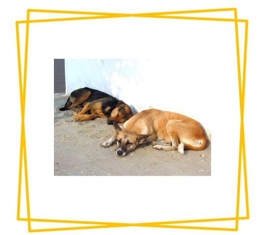 Are You Aware About Our Local Dogs In India?