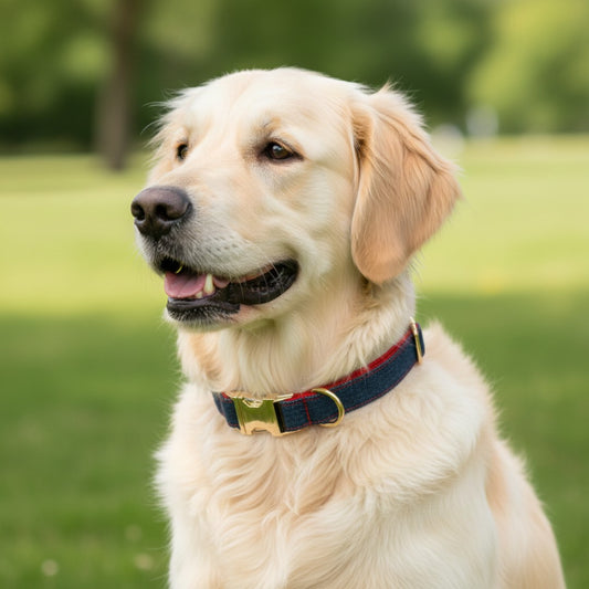 Denim Styled Dog Collars
