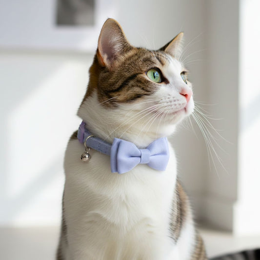 Cat Bow Collars India from Wags4Whiskers Pet Store