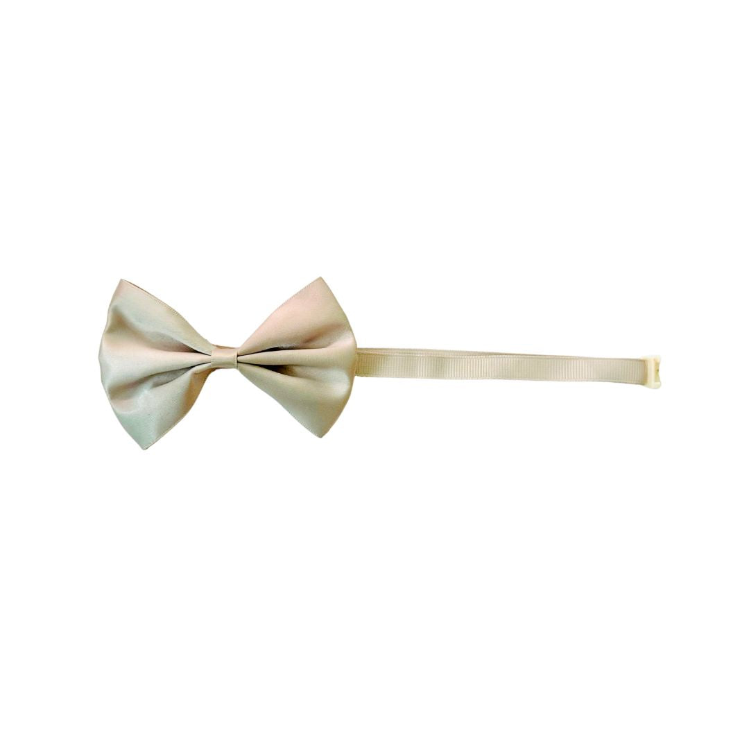 Cat Accessories from wags4whiskes Pet Supplies Store India