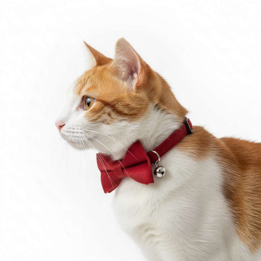 Cat Collars India from Wags4Whiskers Pet Supplies Store