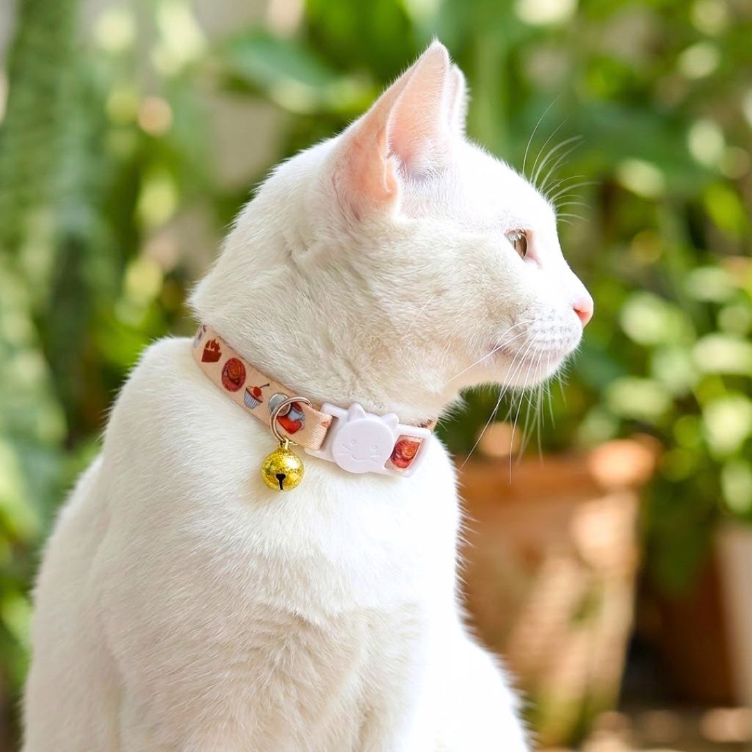Cat Collar belts from Wags4Whiskers Pet Supplies Store India
