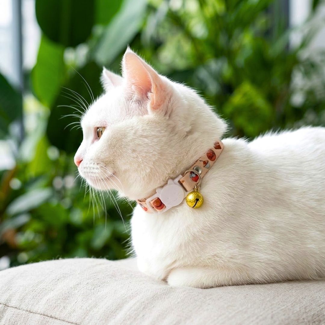 Cat Collar belts from Wags4Whiskers Pet Supplies Store India