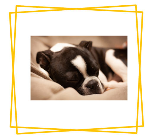 What is Anxiety Separation in Dogs?