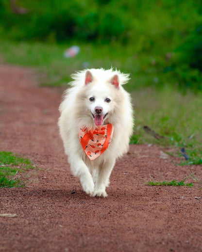 Dog Bandanas from Wags4Whiskers Pet Accessories Store India