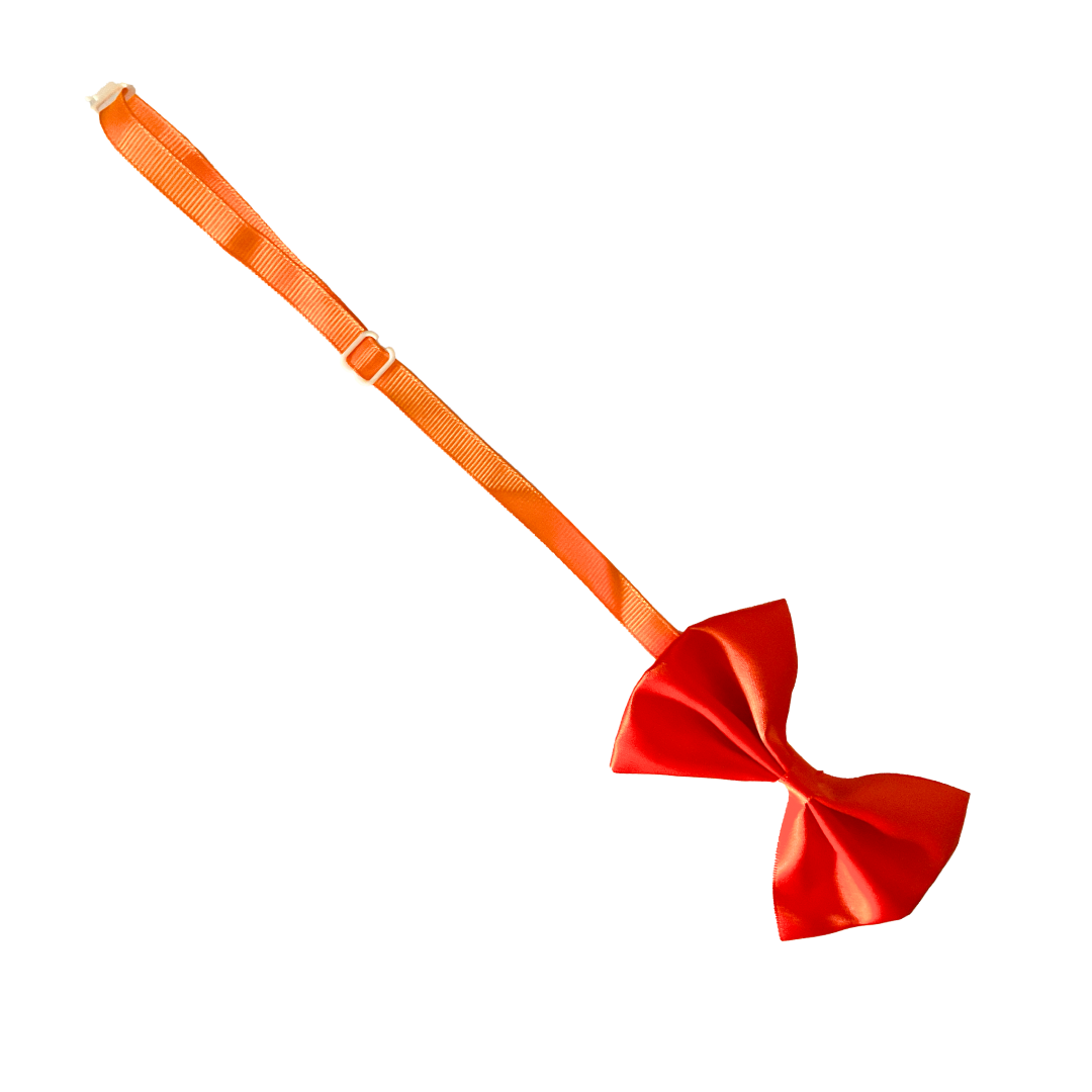 Shop Cat Accessories in India from Wags4Whiskers Pet Supplies Store