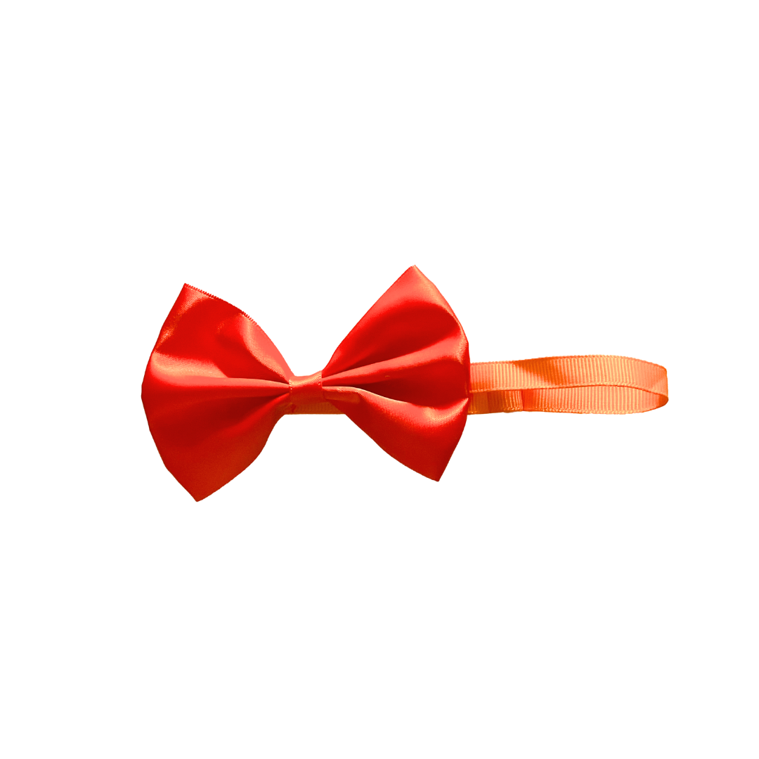 Shop Cat Accessories in India from Wags4Whiskers Pet Supplies Store