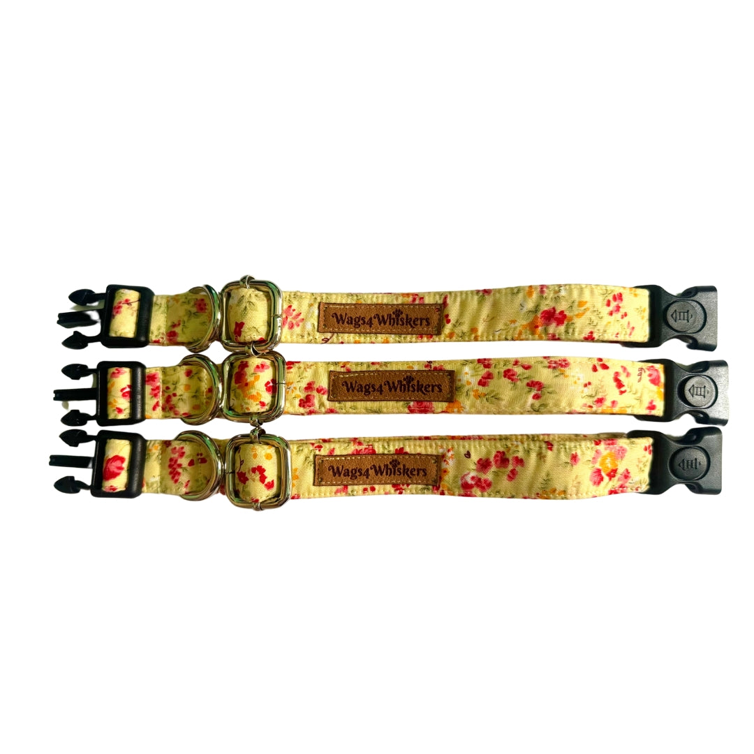 Puppy collar belts from Wags4Whiskers  Pet Suppies India