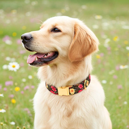 Fun Dog Collar Belts from Wags4Whiskers India