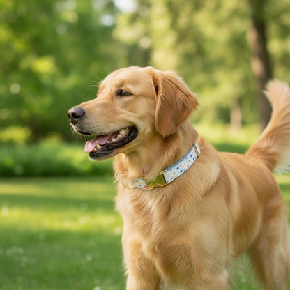 Heart Print Dog Collars from Wags4Whiskers Pet Supplies Store India
