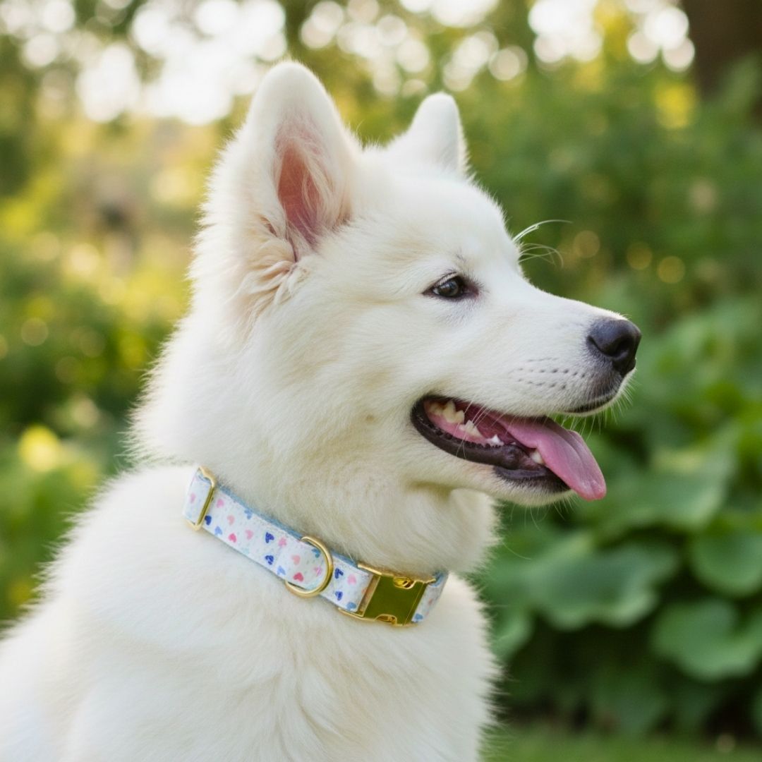 Heart Print Dog Collars from Wags4Whiskers Pet Supplies Store India