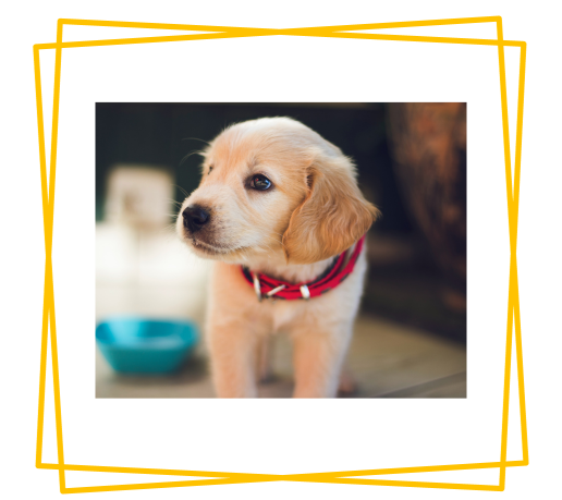 How Can Pet Parents Potty Train Their Puppy?