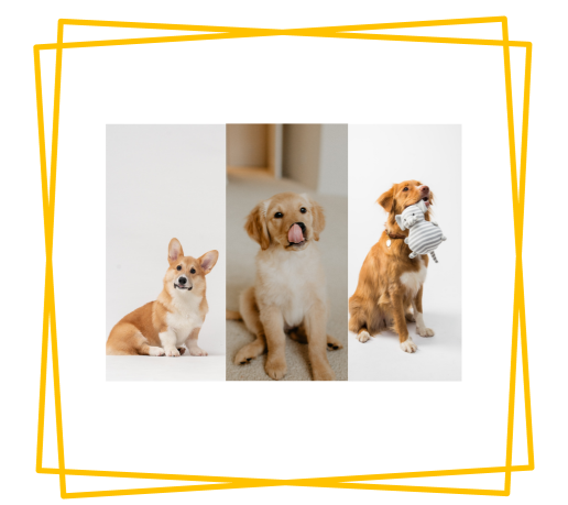 How can Pet Parents Understand their Pet's Emotions?