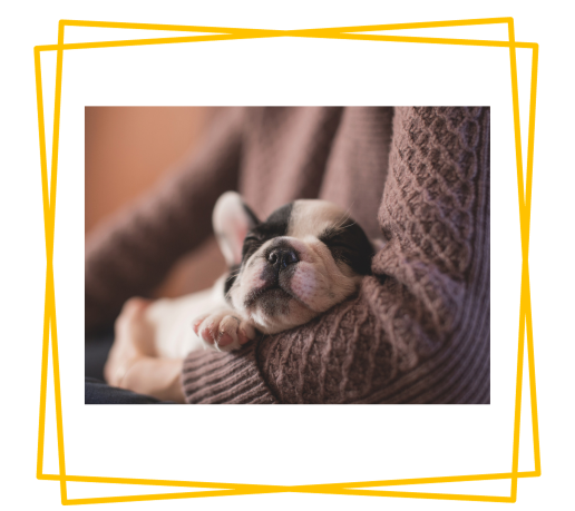To Do’S For You If You Are Planning to Get Home a Puppy?