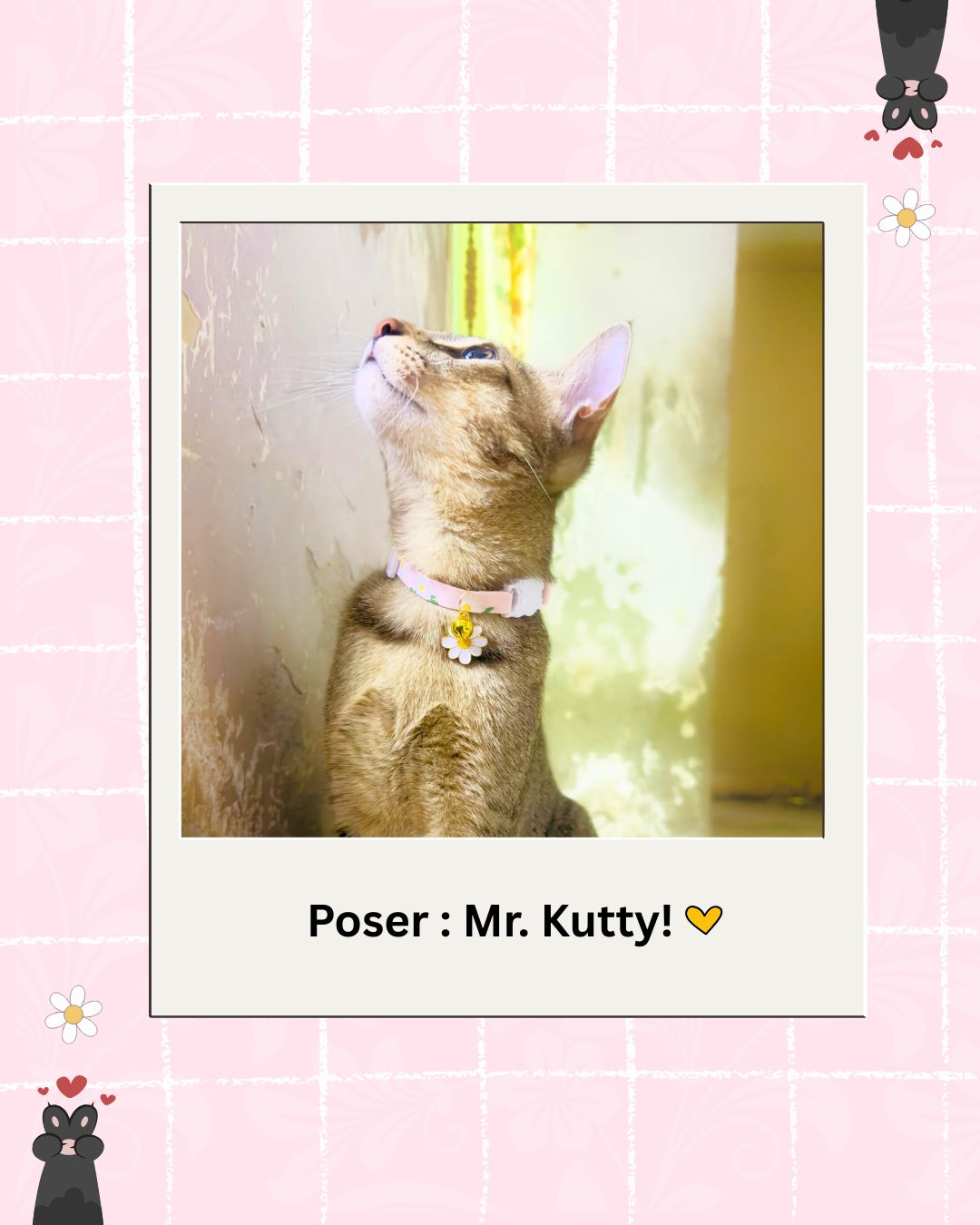Pink Floral Cat Collar