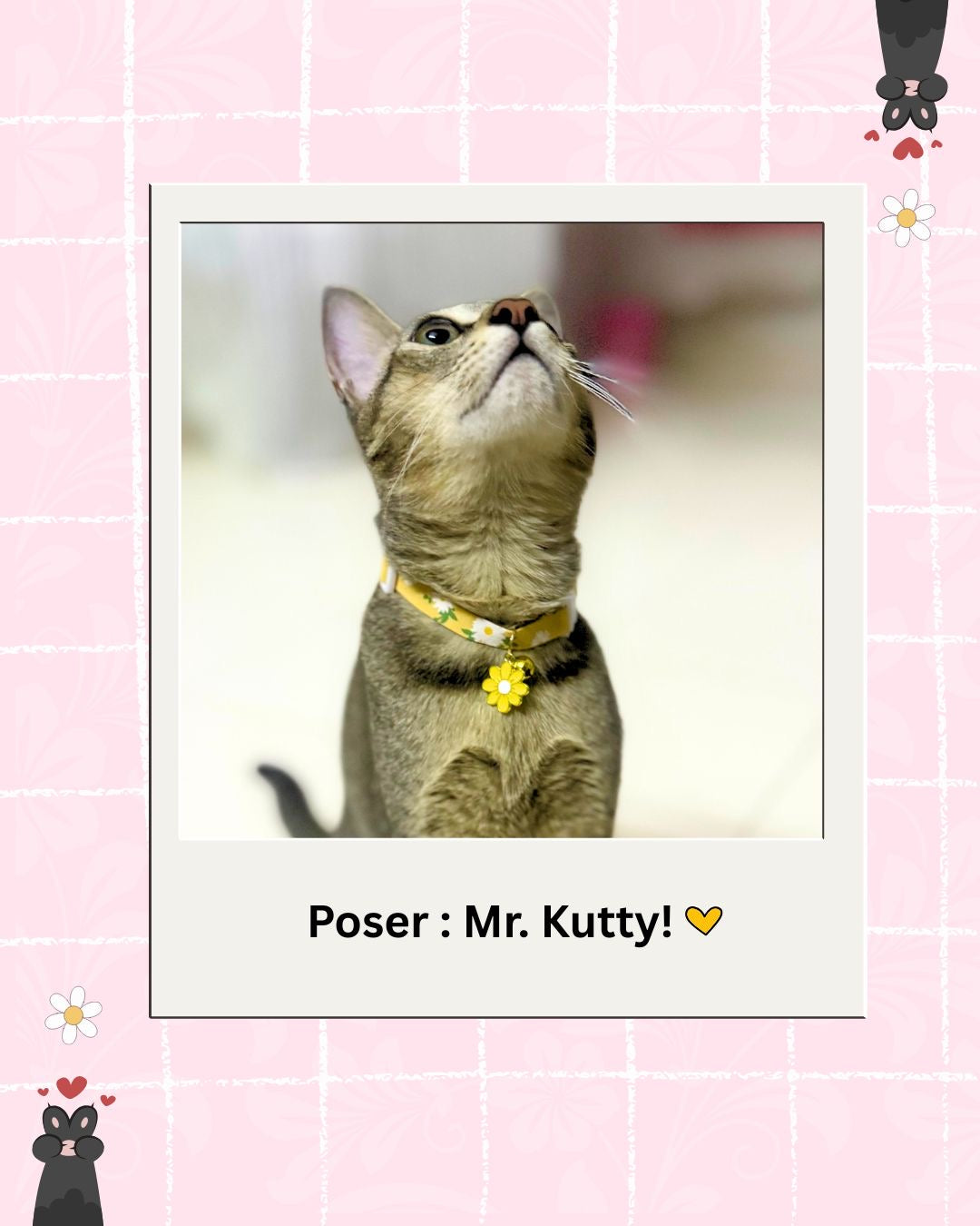 Yellow cat collars from Wags4Whiskers Pet Shop india