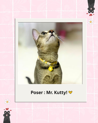 Yellow cat collars from Wags4Whiskers Pet Shop india