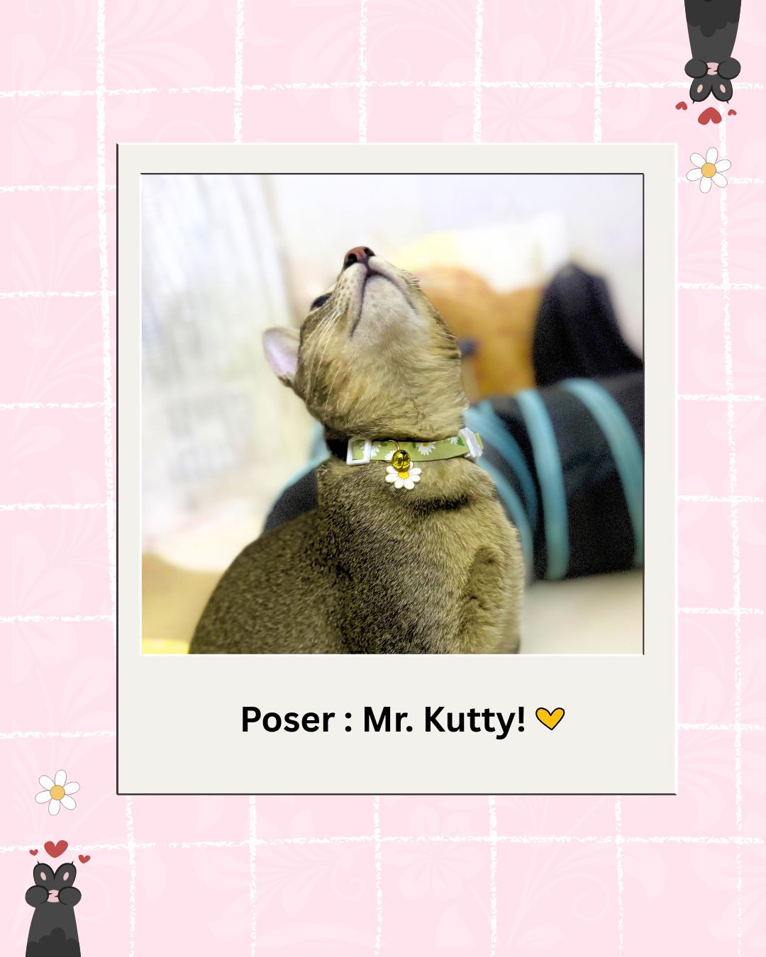 Shop Cat Accessories from Wags4Whiskers Pet Supplies India
