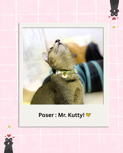 Shop Cat Accessories from Wags4Whiskers Pet Supplies India