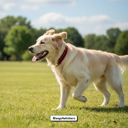 Large Adjustable Dog Collars India from Wags4Whiskers_01