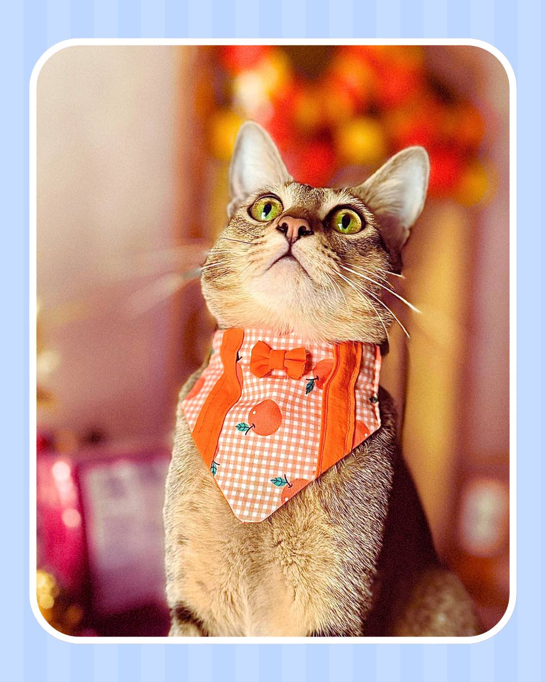 Cat Bandanas from Wags4Whiskers Pet Accessories Store India
