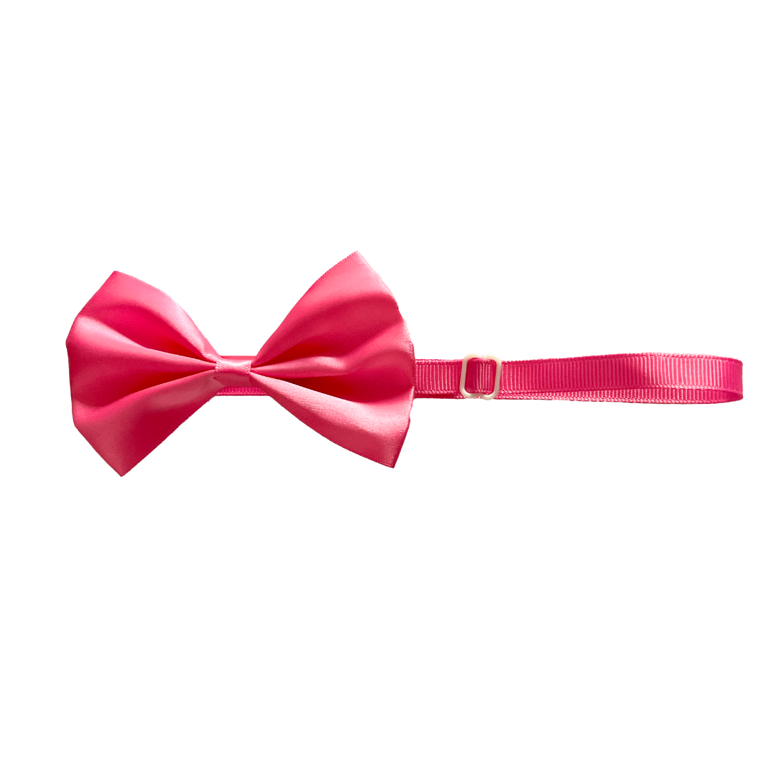 Shop Cat Accessories online from wags4whiskers India