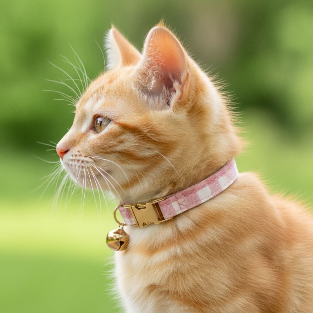 Pink Cat collar from Wags4WhiskersPet Supplies Store India
