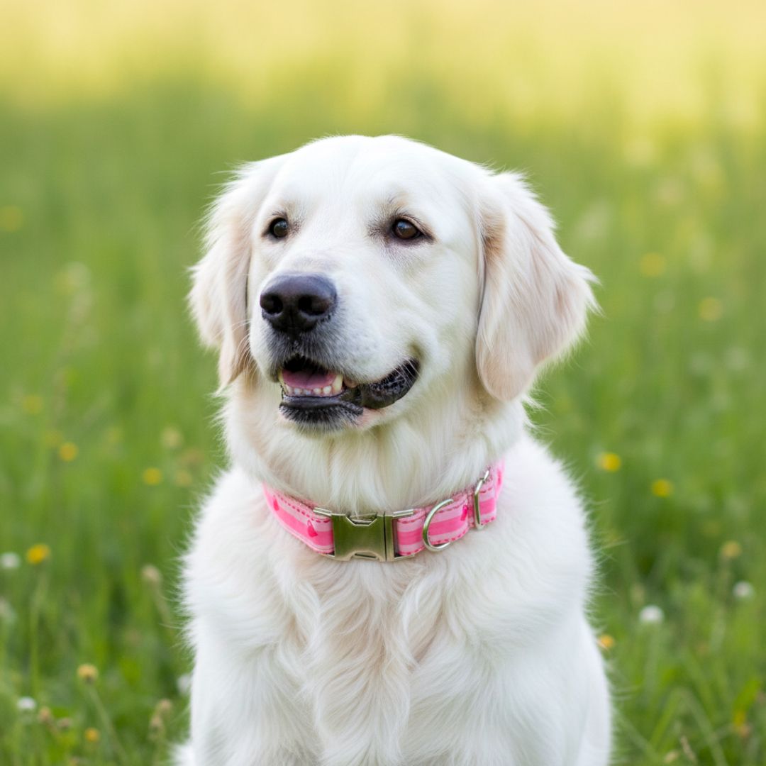 Dog collars India from Wags4Whiskers Pet Supplies Store India