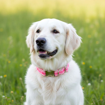 Dog collars India from Wags4Whiskers Pet Supplies Store India