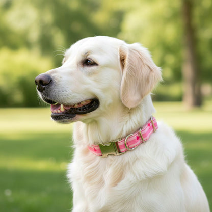 Dog collars India from Wags4Whiskers Pet Supplies Store India