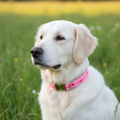 Dog collars India from Wags4Whiskers Pet Supplies Store India