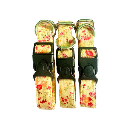 Puppy collar belts from Wags4Whiskers  Pet Suppies India