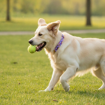 Heart Print Dog Collars from Wags4Whiskers Pet Supplies Store India